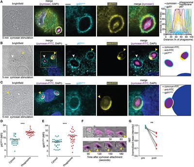 <mark class="highlighted">Human Monocyte-Derived Dendritic Cells</mark> Produce Millimolar Concentrations of ROS in Phagosomes Per Second